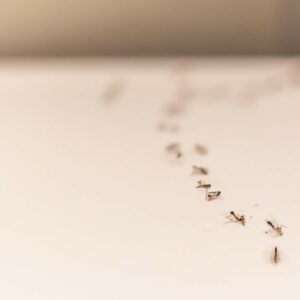 adieu-les-envahisseurs-decouvrez-5-astuces-imparables-pour-dire-adieu-aux-fourmis-dans-votre-maison