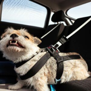 transporter-votre-chien-en-voiture-7-regles-incontournables-pour-sa-securite-et-son-confort